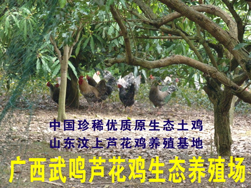 广西武鸣芦花鸡生态养殖场
